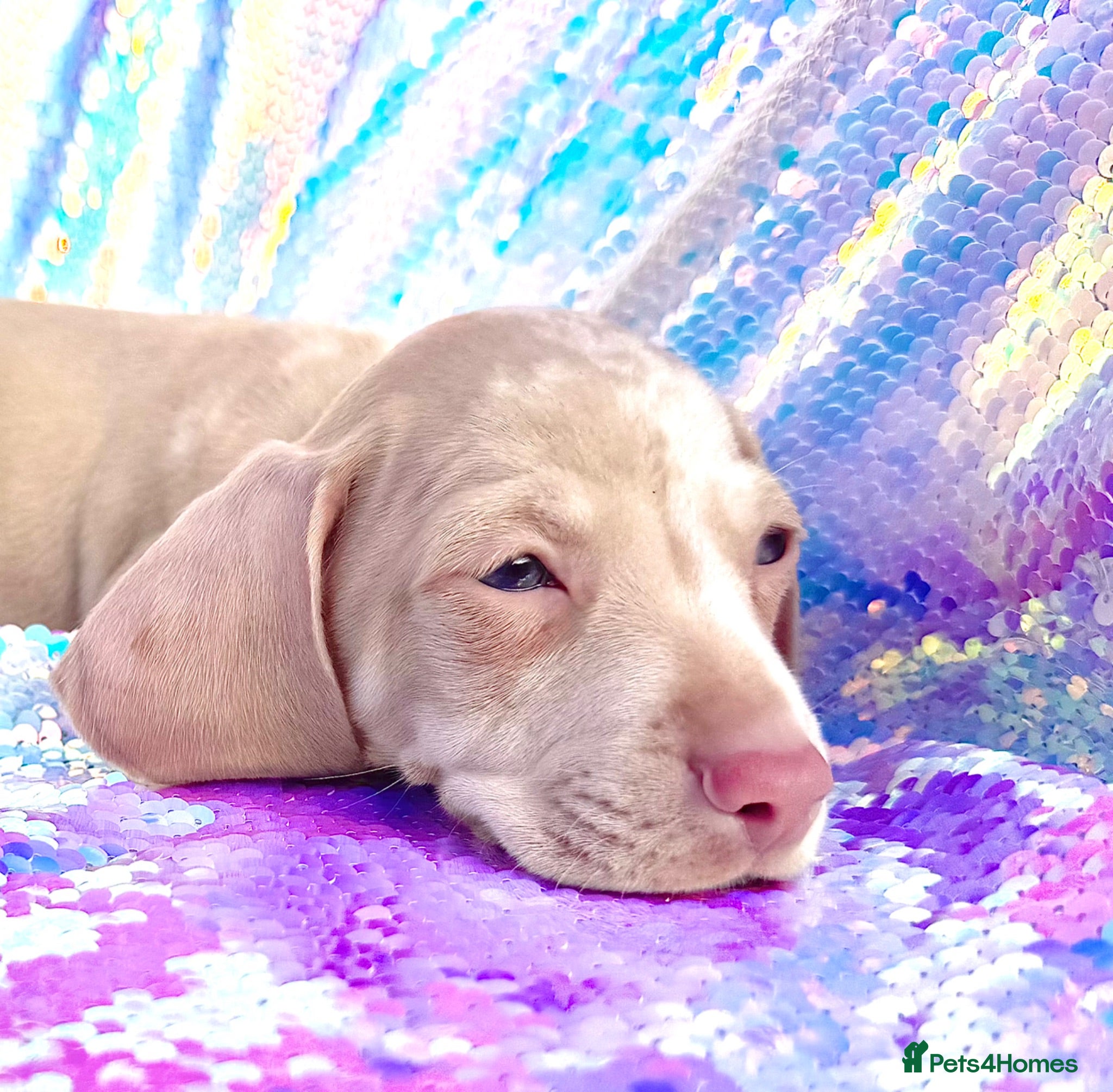 Miniature Dachshund dogs 🌸READY NOW Rare Pink mini dachshunds 🌸 - Advert 2