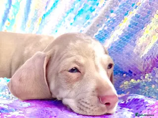 Miniature Dachshund dogs 🌸READY NOW Rare Pink mini dachshunds 🌸 - Advert 2