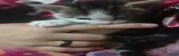 Mixed Breed cats for sale: ❤️Tiny Paws, Big Hearts Ready for Loving Home soon - Advert 6