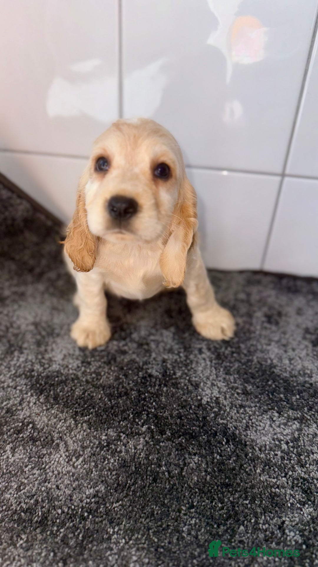 Cocker Spaniel dogs for sale: 6 stunning show type cocker spaniels  - Image 26