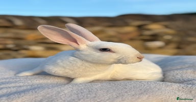 Rex rabbits - Advert 10