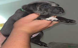 Staffordshire Bull Terrier dogs for sale: 🔥7 BLUE STAFFORDSHIRE BULL TERRIER PUPS REDUCED‼️ - Image 7