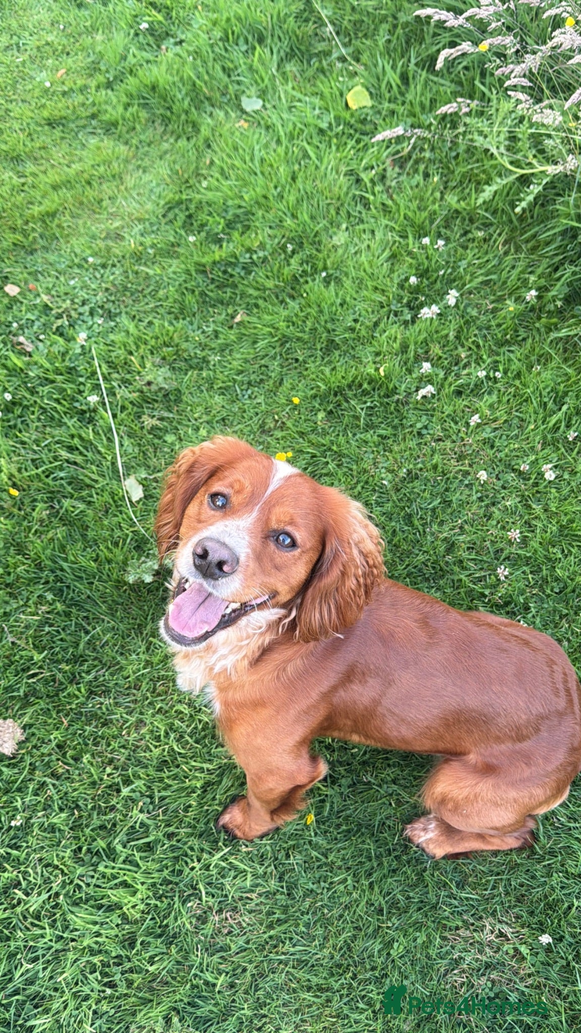 Cocker Spaniel dogs Proven Working Cocker Spaniel Stud - Advert 6