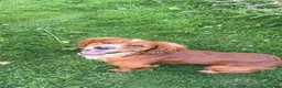 Cocker Spaniel dogs for stud: Proven Working Cocker Spaniel Stud - Advert 1