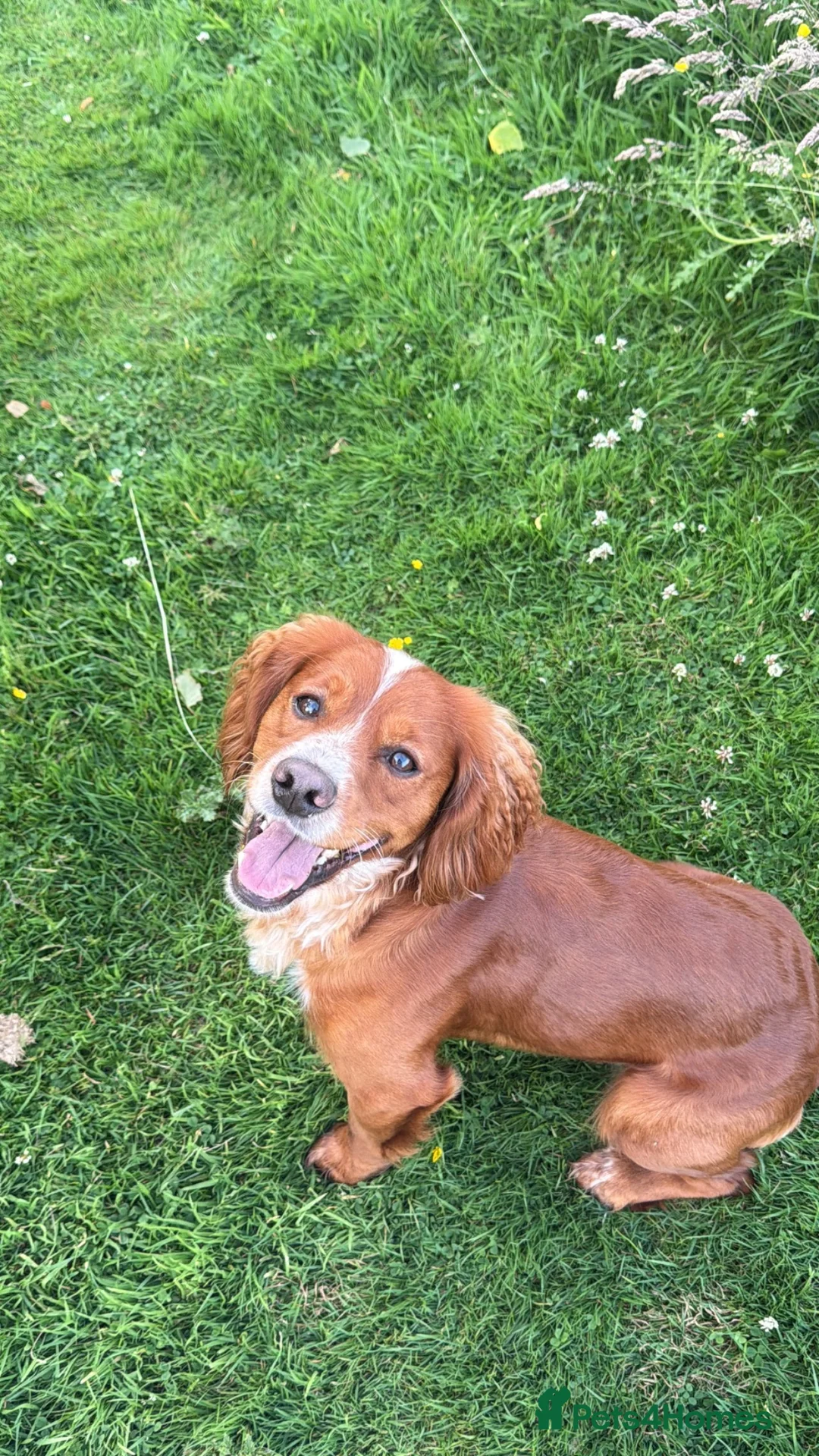 Cocker Spaniel dogs for stud: Proven Working Cocker Spaniel Stud - Advert 1
