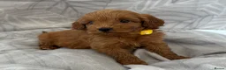 Cockapoo dogs for sale: Beautiful f1B cockapoo Boys  - Advert 5