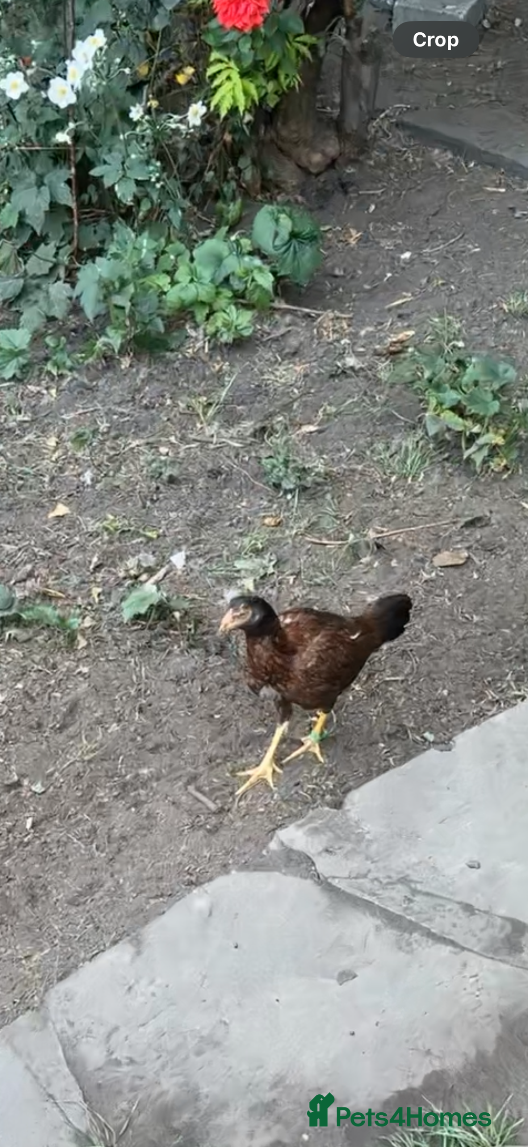 Chickens poultry for sale: Bengum Aseel rooster pakistani begum - Image 9