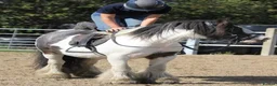 Irish Cob horses for sale: Cash  - Advert 7