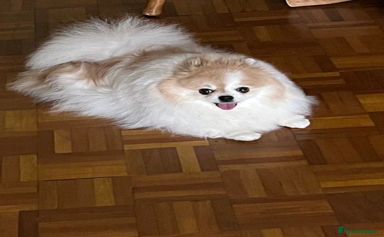 Pomeranian dogs - Advert 3