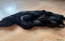 Mixed Breed cats for sale: 4 black cats for sale  - Advert 6