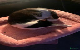Mixed Breed cats for sale: Grandma Sierra  - Image 8