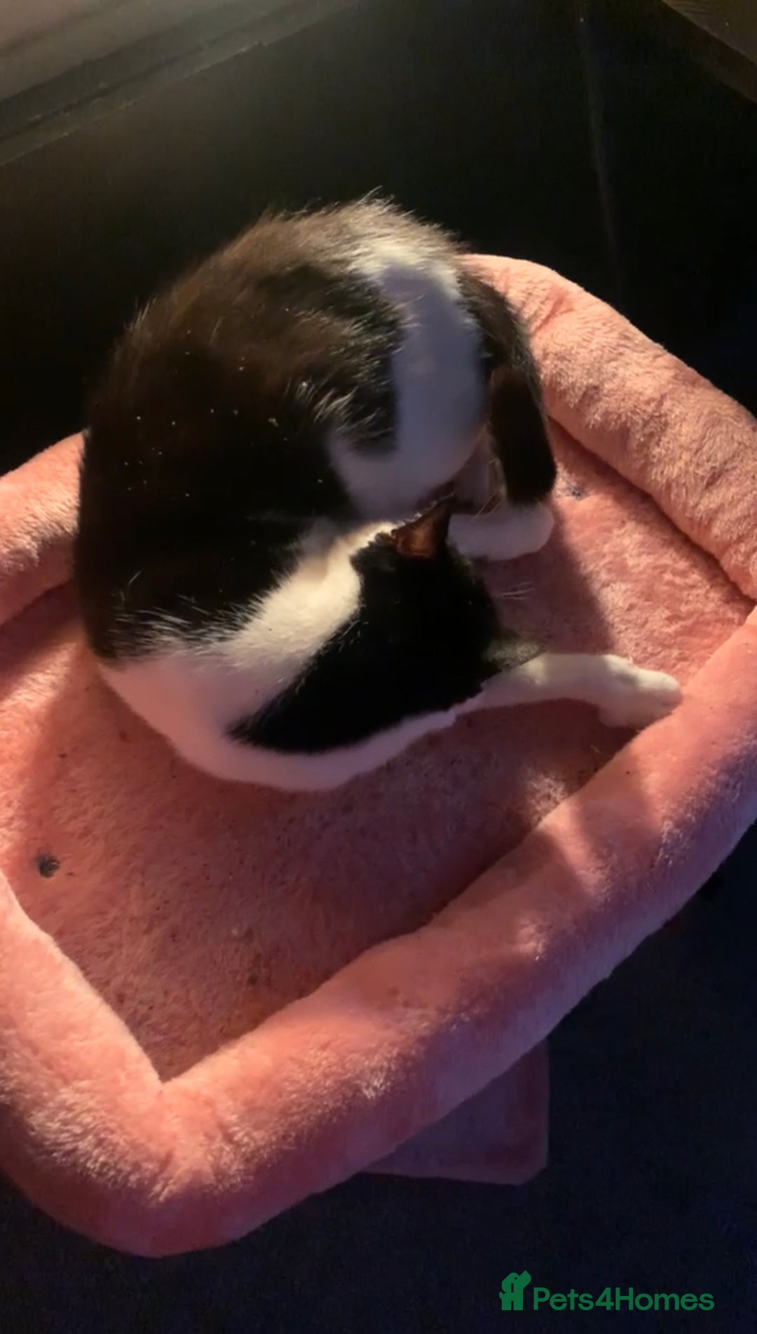 Mixed Breed cats for sale: Grandma Sierra  - Image 8