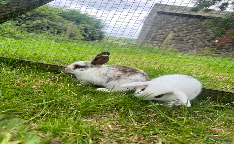 French Lop rabbits - Advert 2