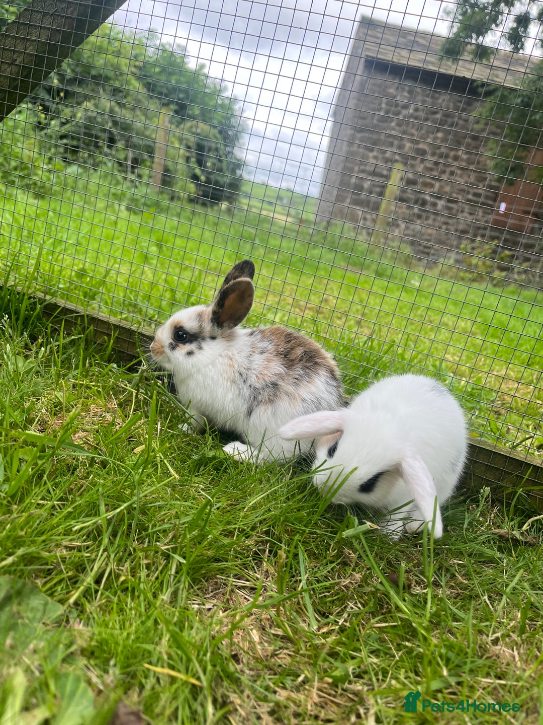 French Lop rabbits for sale: Beautiful Lop bunnies  - Image 1