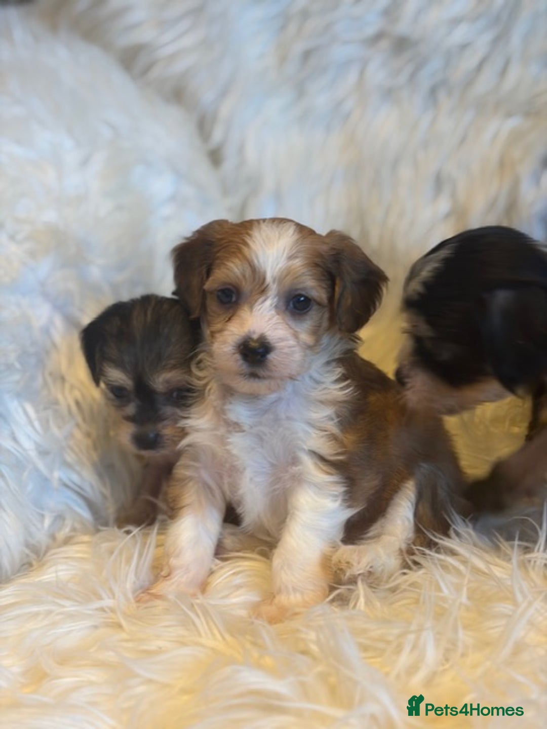 Chinese Crested dogs for sale: KC Reg Chinese created puppies - Advert 9