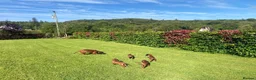 Bavarian Mountain Hound dogs for sale: Bavarian Mountain Hound Pups - Advert 4