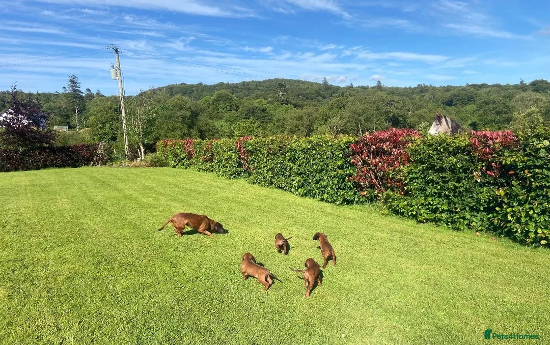 Bavarian Mountain Hound dogs for sale: Bavarian Mountain Hound Pups - Advert 4