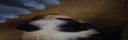 Border Collie dogs for sale: border collie pup  - Advert 4