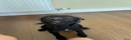 Patterdale Terrier dogs for sale: Frank 🐾🐕‍🦺 in Wirral - Advert 2