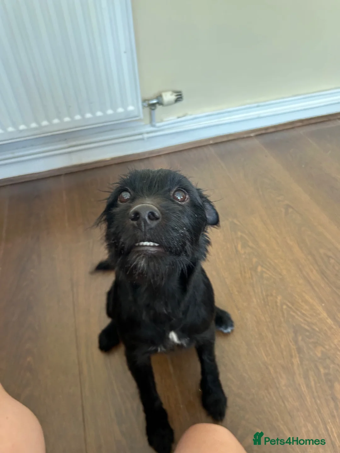 Patterdale Terrier dogs for sale: Frank 🐾🐕‍🦺 in Wirral - Advert 2