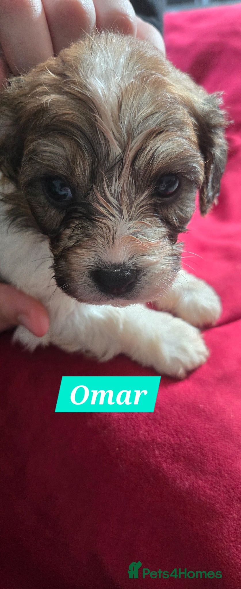 Cavachon dogs Gorgeous Cavachon puppies - Advert 2