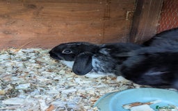 Mini Lop rabbits for sale: Mini lop rabbits - Advert 5