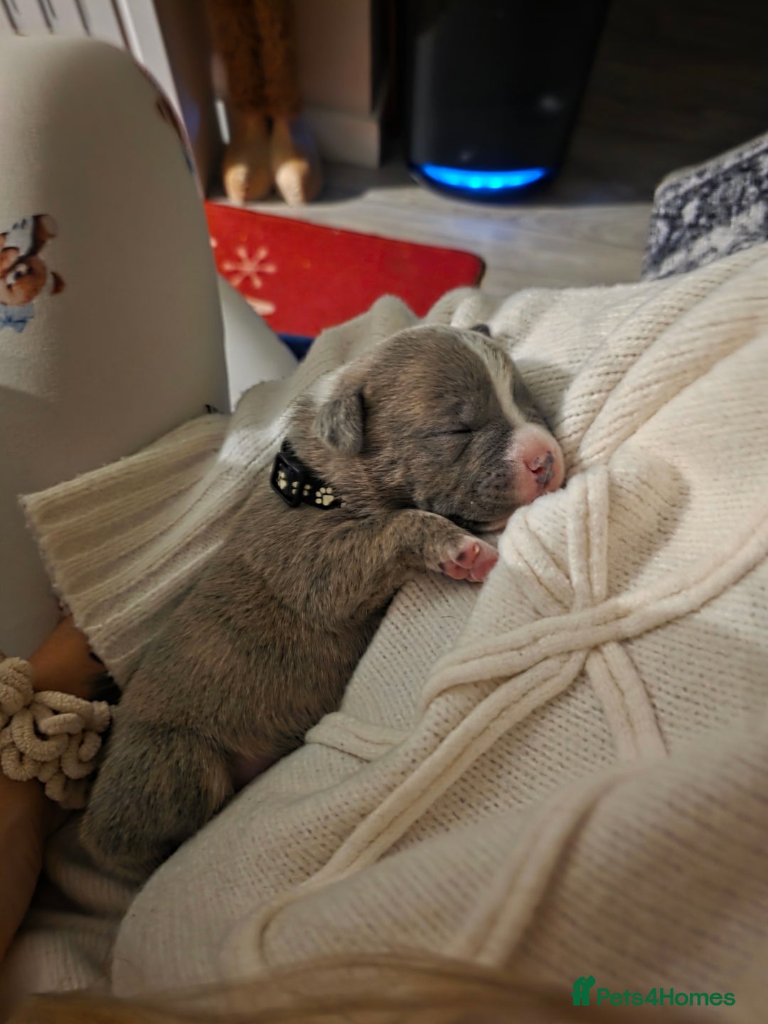 Staffordshire Bull Terrier dogs for sale: BLUE STAFFORDSHIRE BULL TERRIORS - Advert 7