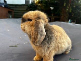 Mini Lop rabbits Mini lop babies looking for their forever homes - Advert 7