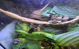 Frog reptiles for sale: 3 Milk Frogs &  **  Bio Set up  - Advert 5