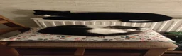 Domestic Shorthair cats for sale: Icarus and Ezio - Advert 4
