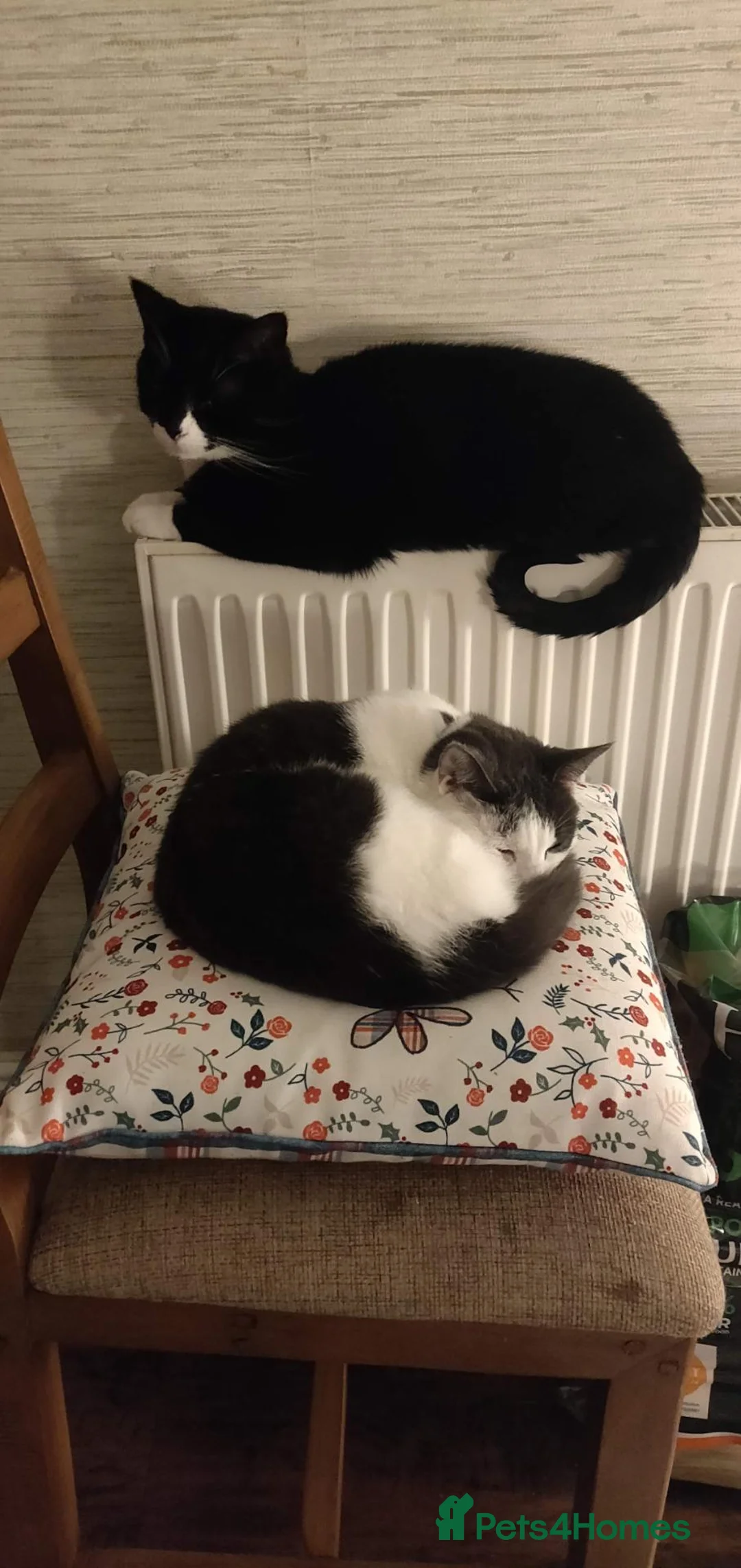 Domestic Shorthair cats for sale: Icarus and Ezio - Advert 4