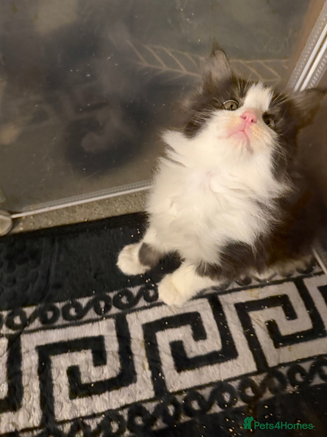 Maine Coon cats for sale: Mainecoon boy xx large  - Advert 26