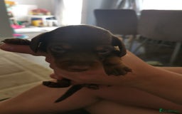 Miniature Dachshund dogs for sale: Miniature Dachshund  - Image 10
