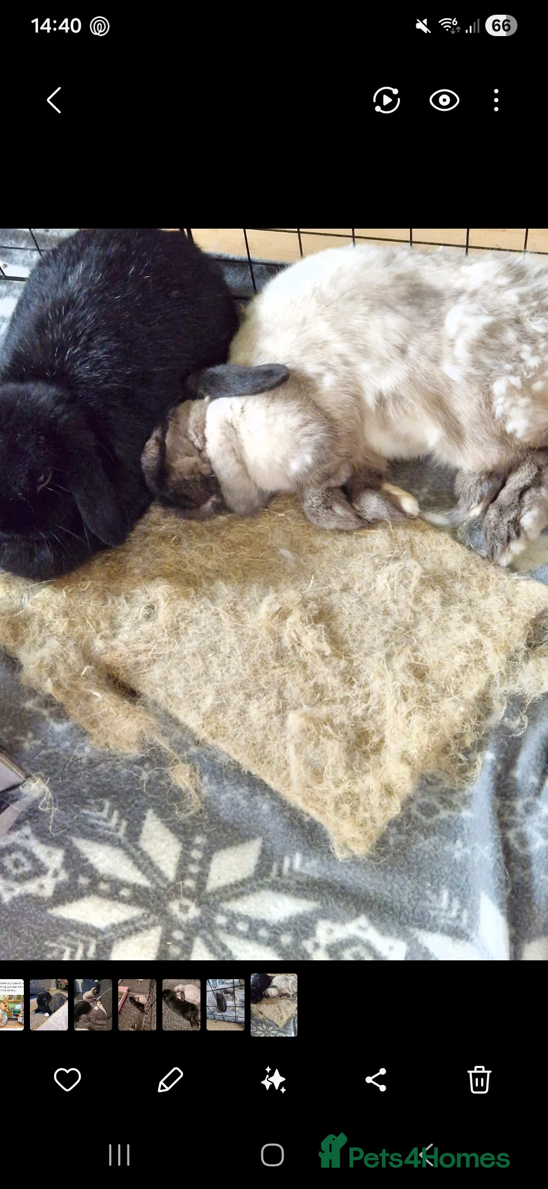 Mini Lop rabbits for sale: 2 mini lop rabbits  in Peterlee - Advert 4