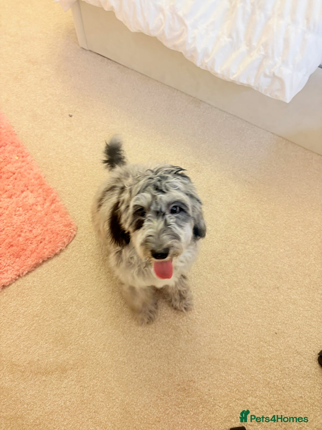 Cockapoo dogs for sale: Beautiful, gentle, fully-trained Merle Cockapoo - Advert 1