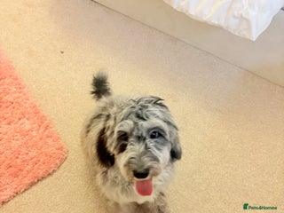 Cockapoo dogs Beautiful, gentle, fully-trained Merle Cockapoo - Advert 1