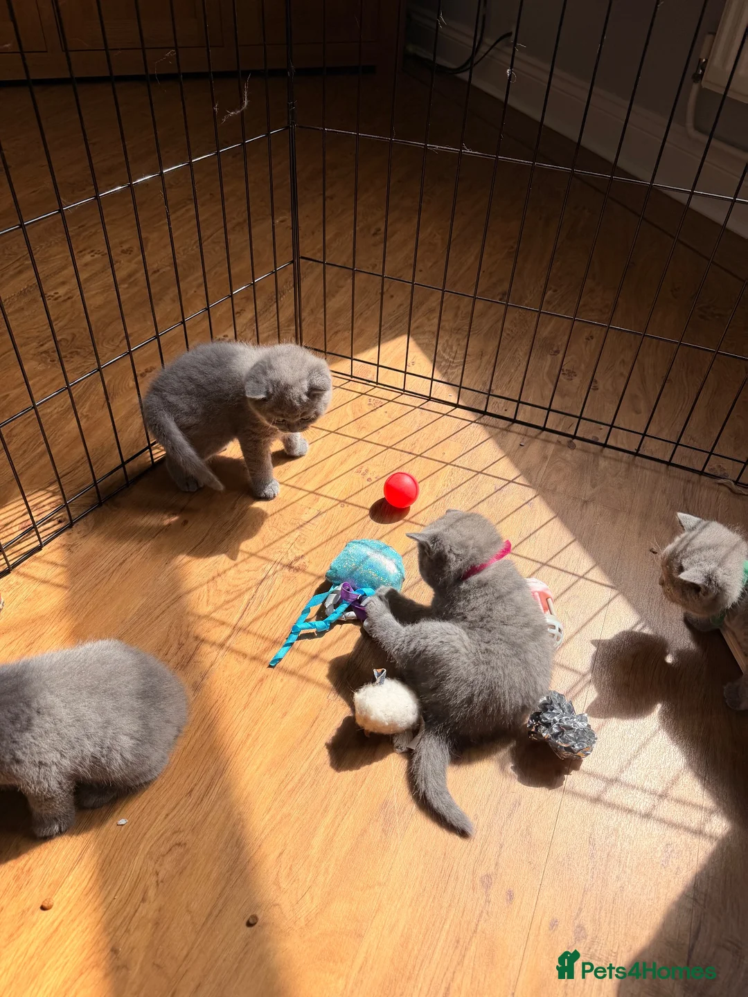 British Shorthair cats for sale: British blue shorthair kittens  - Advert 10