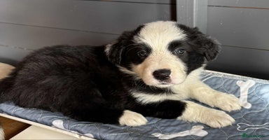 Border Collie dogs - Advert 16