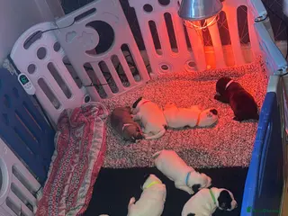 Mixed Breed dogs Puppys for sale - Advert 3