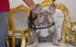 French Bulldog dogs for stud: King Midas son- Premium French Bulldog Stud - Advert 14