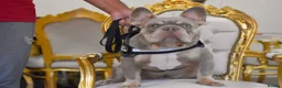 French Bulldog dogs for stud: King Midas son- Premium French Bulldog Stud - Advert 13