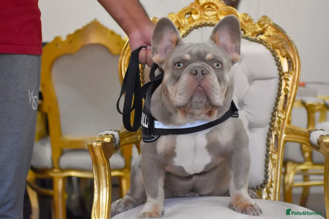 French Bulldog dogs for stud: King Midas son- Premium French Bulldog Stud - Advert 13