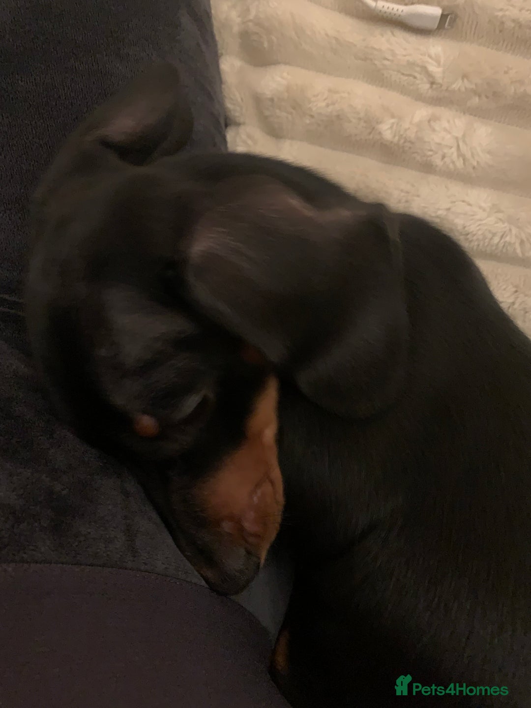 Miniature Dachshund dogs for sale: Tiny girl  - Image 4