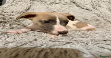 Whippet dogs - Advert 5