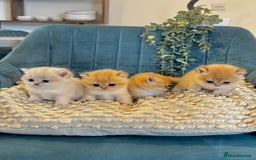 British Shorthair cats for sale: 🐾✨ Golden & Silver British Shorthair Kittens ✨🐾 - Image 3