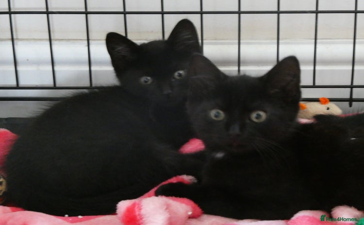 Domestic Shorthair cats - Advert 10