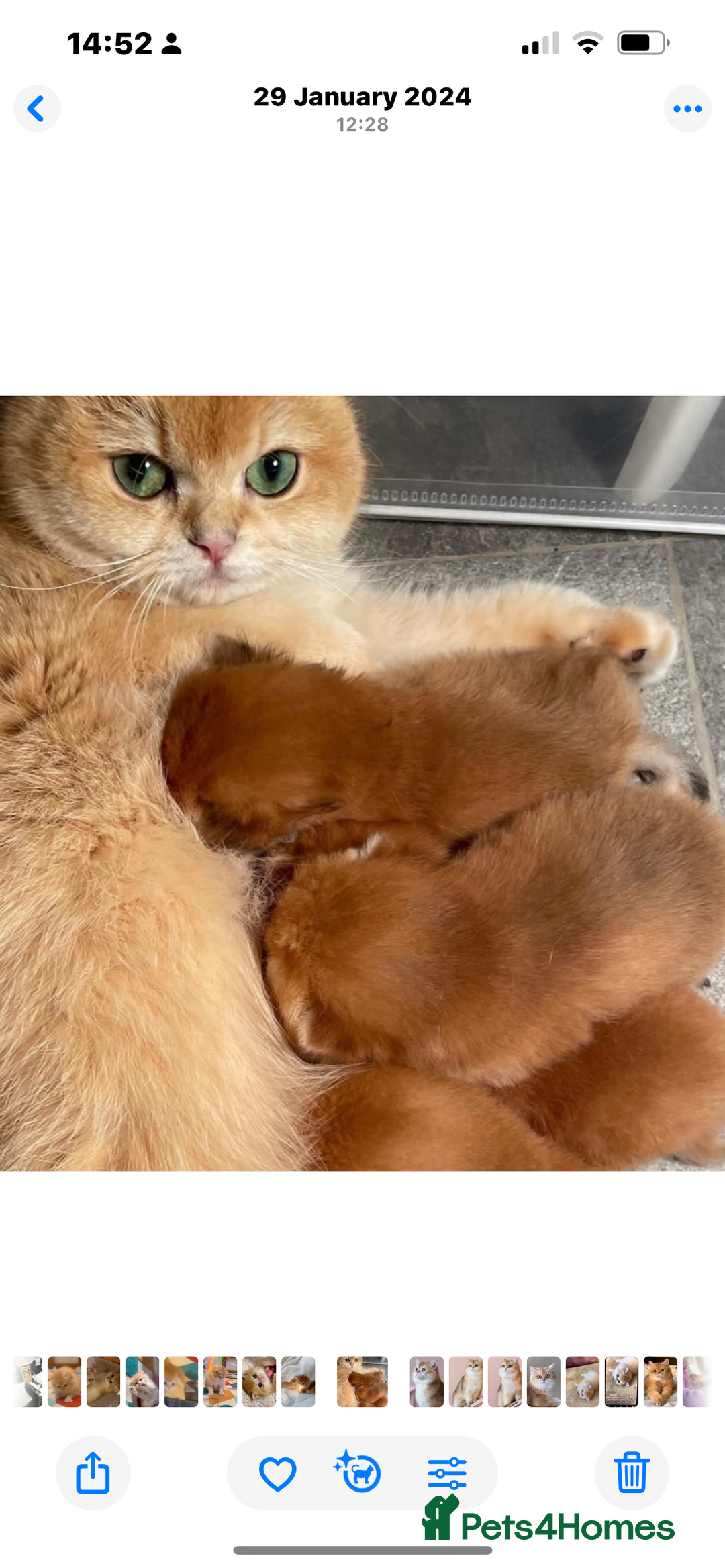 British Shorthair cats for sale: 🧿✨Exclusive Golden British Shorthair babies 🧿 - Advert 4
