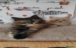 Maine Coon cats for sale: Beautiful Maine Coon kittens  - Image 9