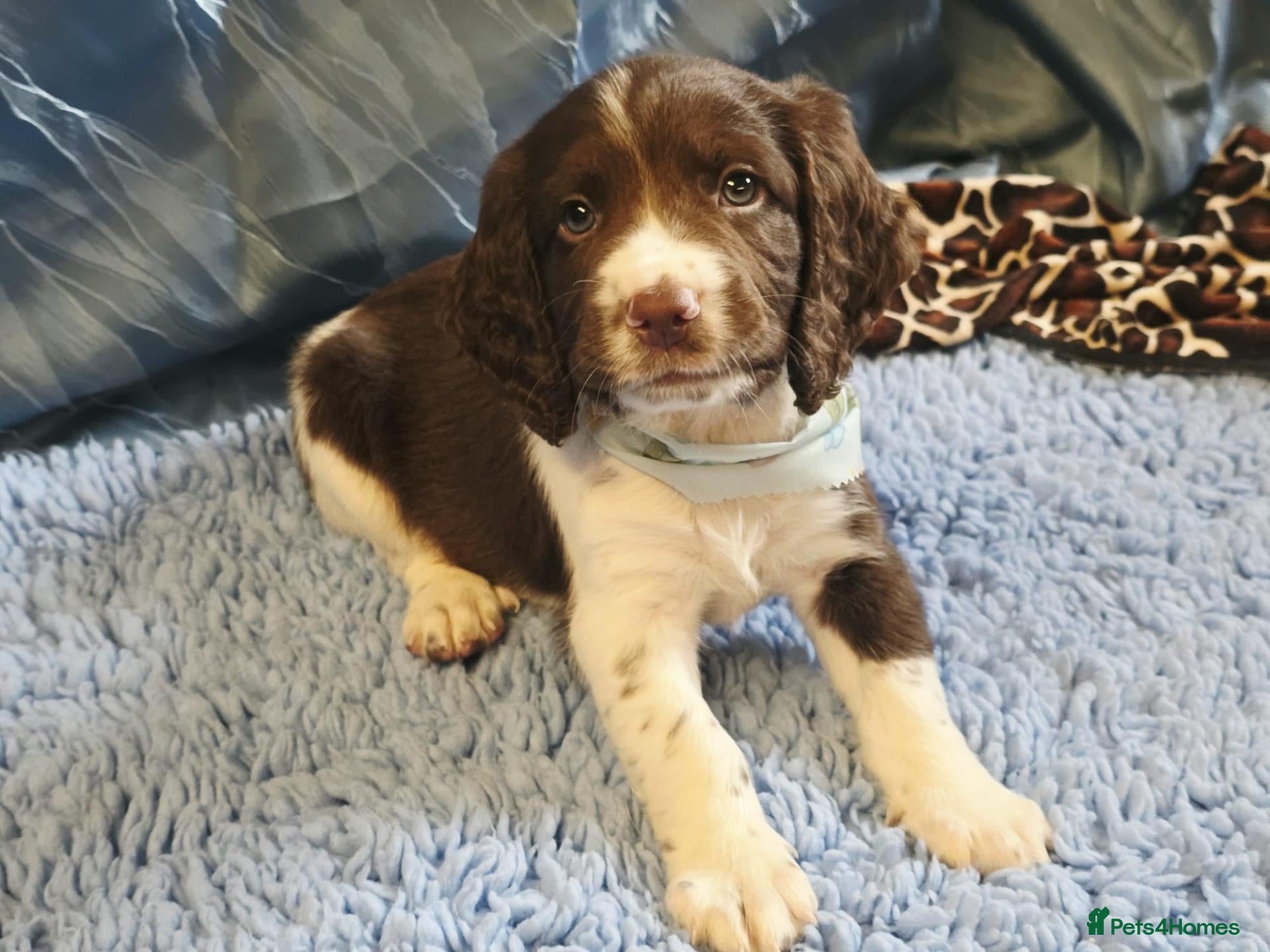English Springer Spaniel dogs Ready KC Health Tested, Home Reared 5 ⭐️ Vetted  - Advert 2