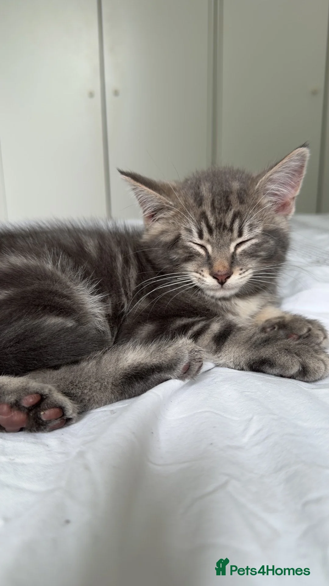 Mixed Breed cats for sale: Stunning Main Coon x Male Kitten  - Advert 6